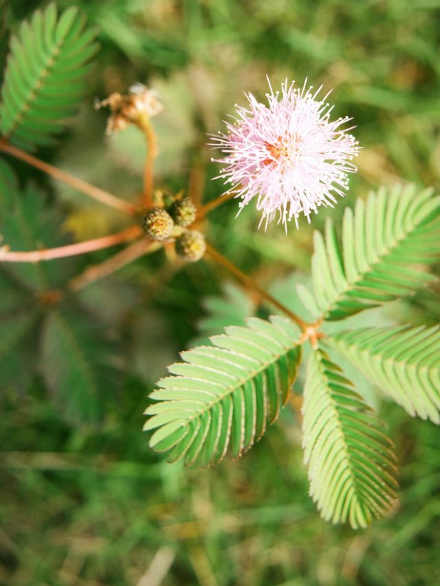 বাড়িতে লজ্জাবতী গাছ আছে? কী হয় জেনে  তবেই রাখুন