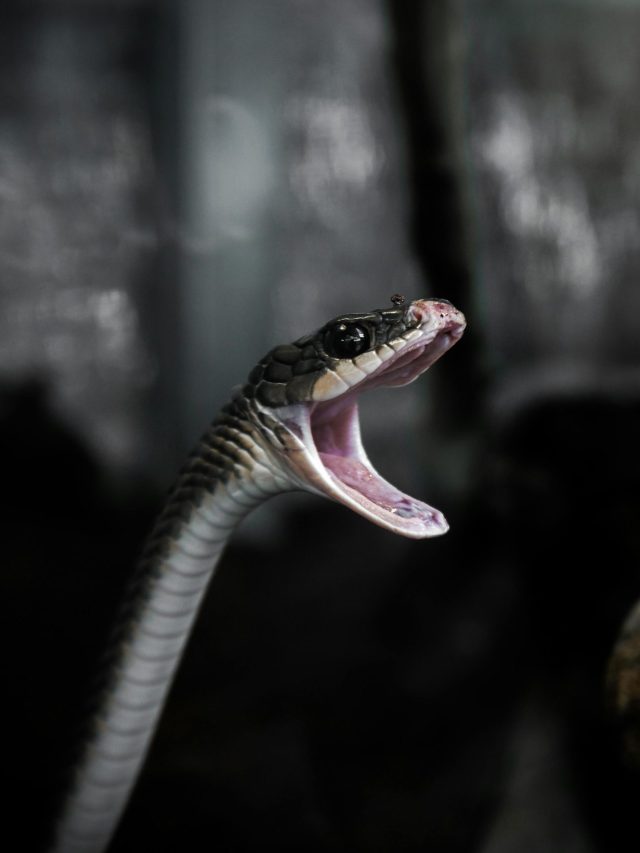 सांपों के पास होती हैं ये सुपर पावर्स , जानकर हो जाएंगे हैरान!