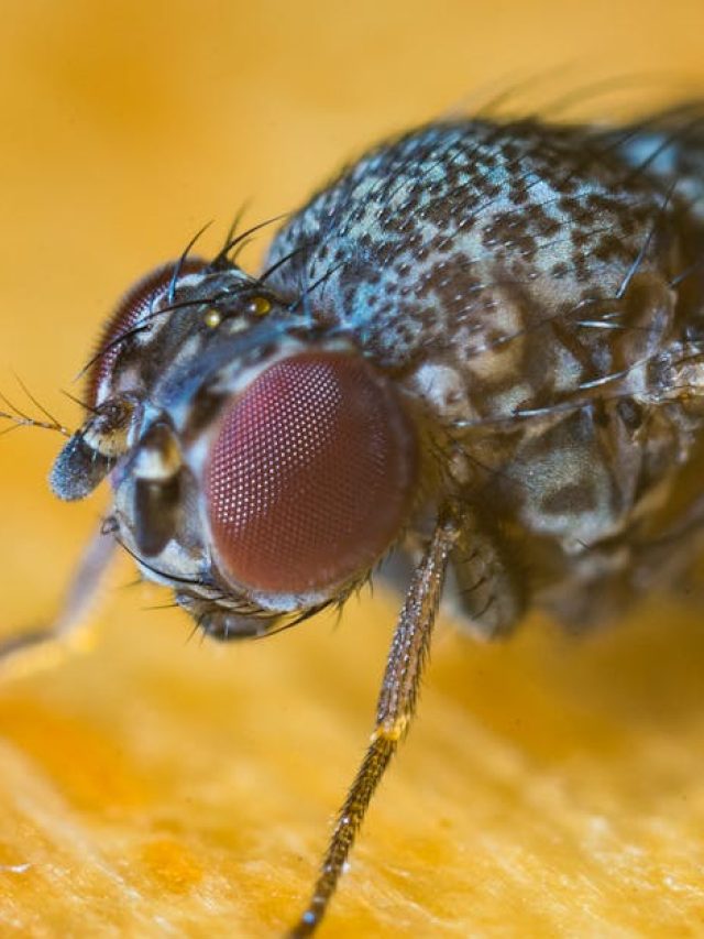 আপনার খাবারের উপর বসে আছে মাছি, কীসের ইঙ্গিত? শুনলে গায়ে কাঁটা দেবে