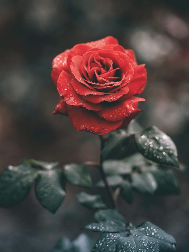 বাড়ির শোভা বাড়াতে গোলাপ গাছ রেখেছেন? বিপজ্জনক হতে পারে