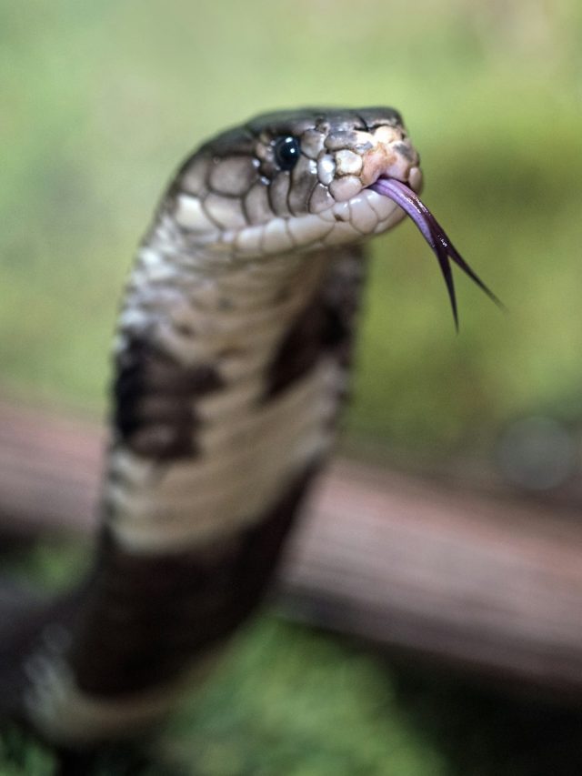 সাপের খোলস দেখা কীসের ইঙ্গিত জানেন?