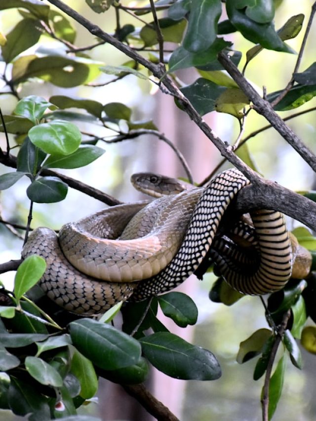 কিলবিল করছে  অজস্র বিষধর সাপ, ভারতের এই গ্রাম কোবরার রাজধানী