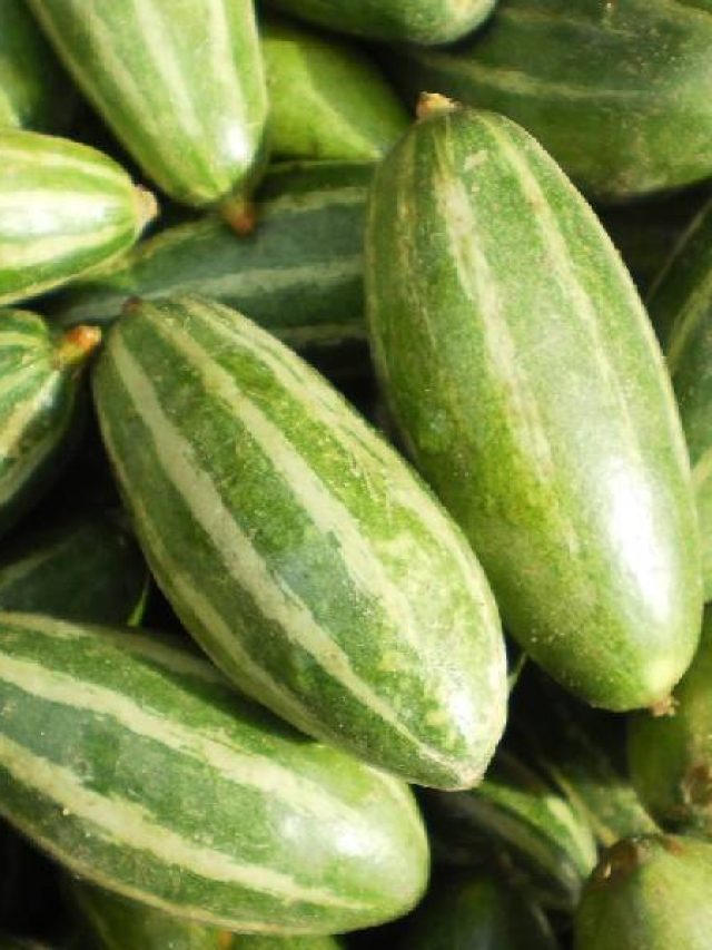 পটলের ইংরাজি কী? ৯৯% ডাহা ফেল