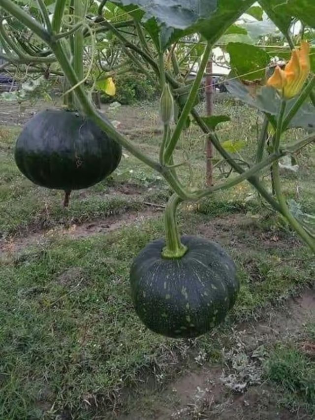 বাড়িতে কুমড়ো গাছ থাকলে কী হয়? না জেনে লাগাবেন না