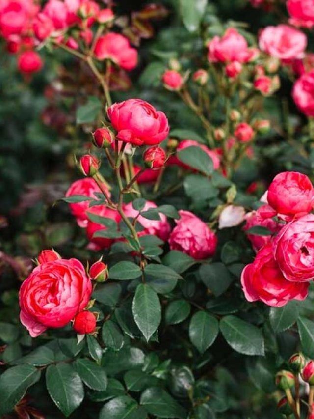 फिटकरी का करें इस तरह इस्तेमाल, खिल उठेगा गुलाब, जानें कैसे