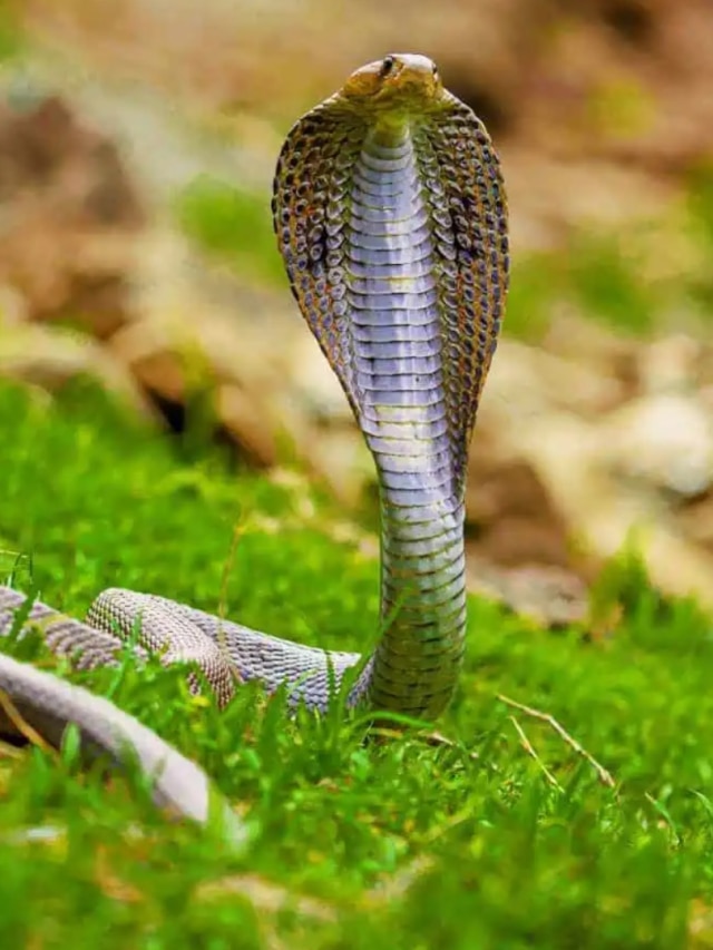 বাড়িতে বারবার সাপ আসে? আপনার এই ৩ ভুলই দায়ী