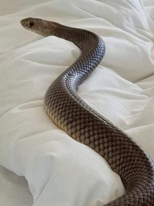 মানুষকে ঘুমে টেক্কা দিতে পারে সাপ! কত ঘণ্টা ঘুমাতে পারে জানেন?