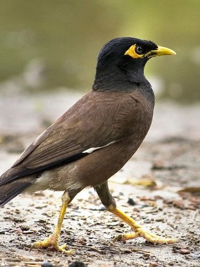 সকালে এক শালিক দেখলে কী হয়? জানুন এখনই