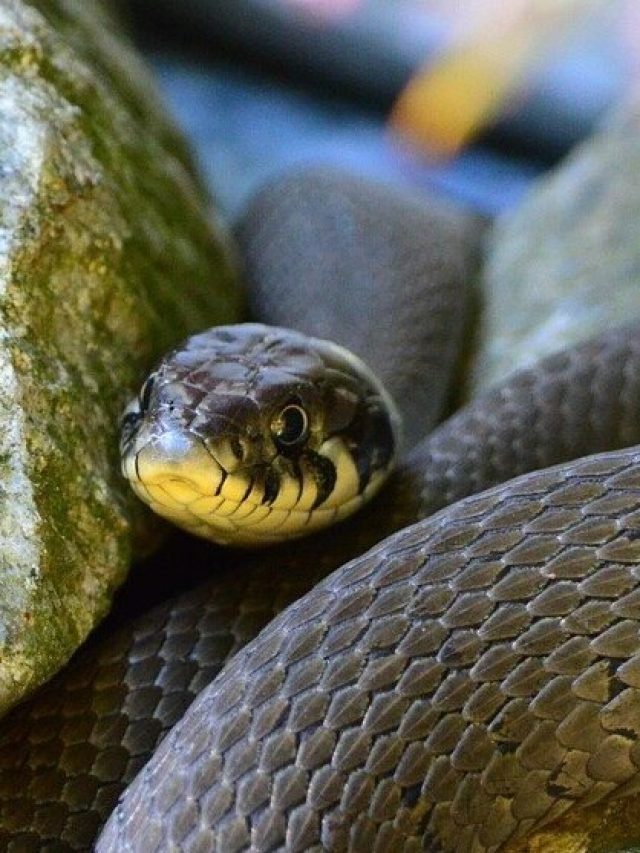 ঘরের ভিতরে হঠাৎ সাপ দেখেছেন, বিষধর কিনা কীভাবে বুঝবেন?