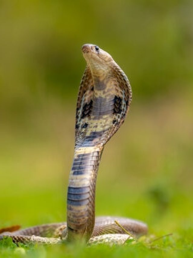 সাপের যম এই চেনা গন্ধ, বাড়িতে সবার থাকে এটা