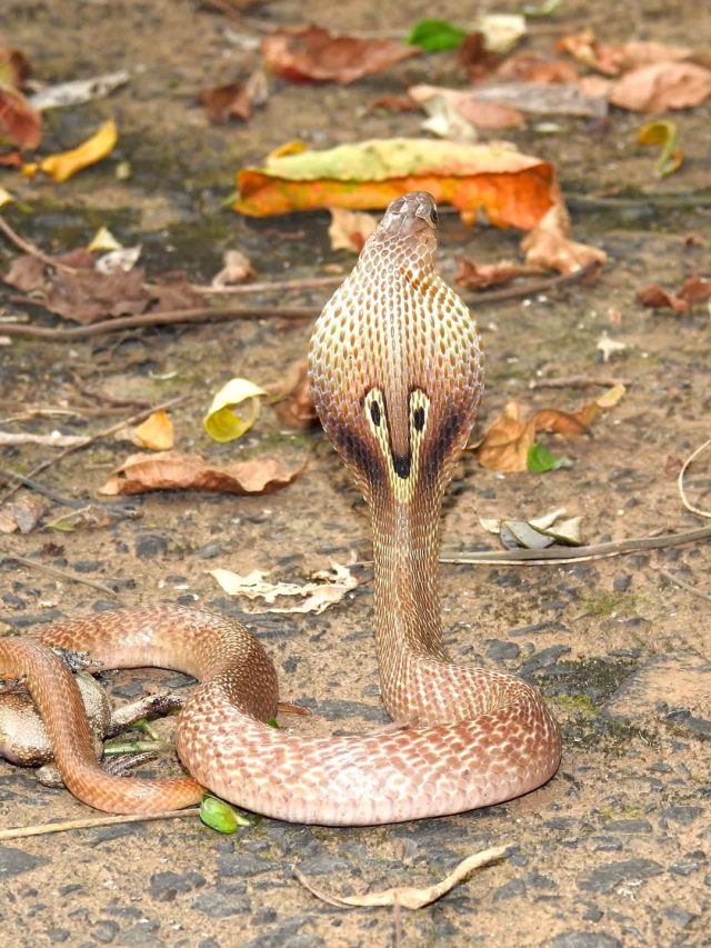 জামা-কাপড় রক্ষা করে, এবার সাপও তাড়াবে, কার্বলিক অ্যাসিড লাগে না