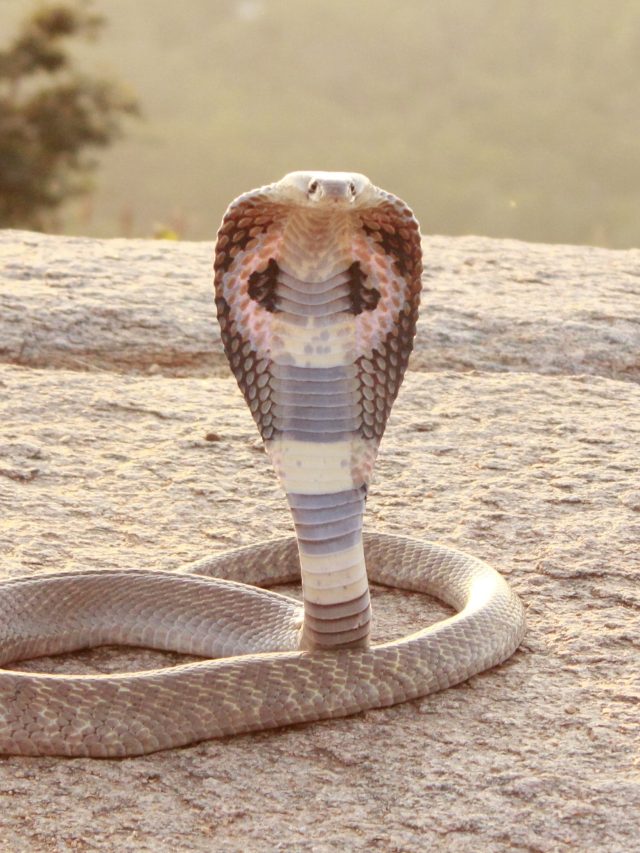 সামনে ফণা তুলেছে সাপ, ঘাবড়ে না গিয়ে করুন এই ছোট্ট কাজ