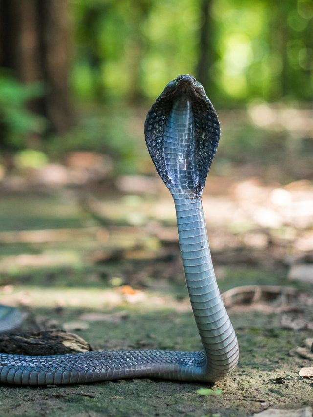 বাড়িতে লুকিয়ে থাকতে পারে এই ৪ সাপ, এক ছোবলেই সব শেষ