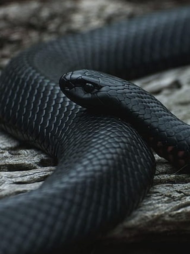 বাড়িতে রাখুন এই মশলা, ঘরের লুকিয়ে থাকা সাপ বাপ বাপ বলে পালাবে