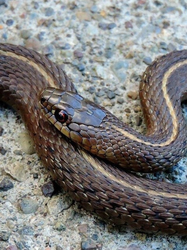 ৫ মিনিটে নামায় সাপের বিষ, কোন সবজি বলুন তো?