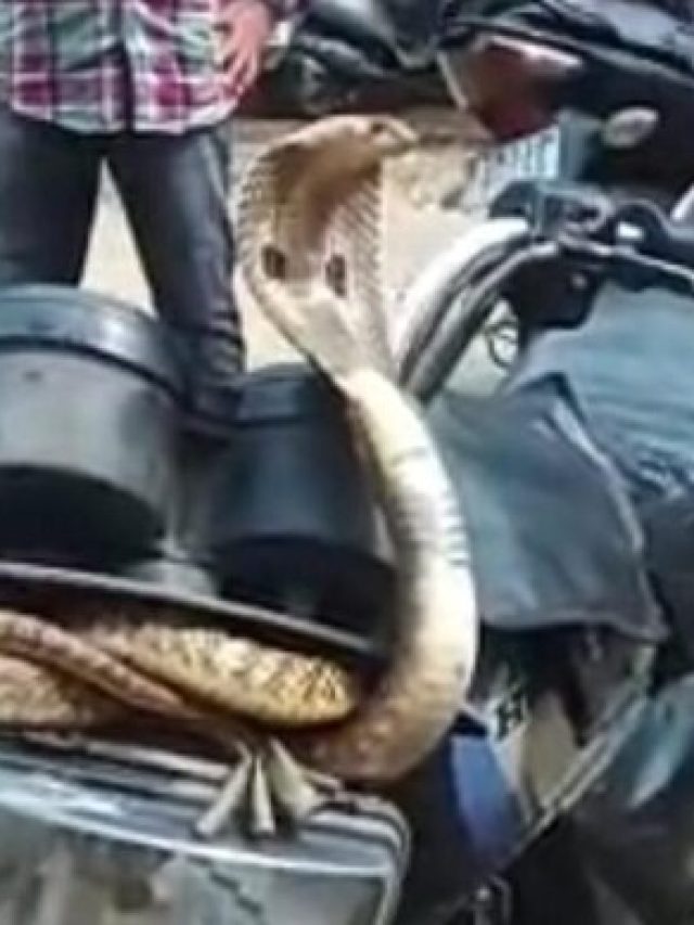 বাইকের মধ্যে সাপ ঢুকে বসে আছে, কীভাবে বুঝবেন জানুন