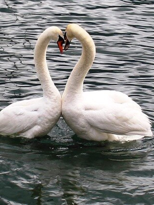 জোড়া হাঁসের ছবি শোওয়ার ঘরে, কীসের ইঙ্গিত জানেন?