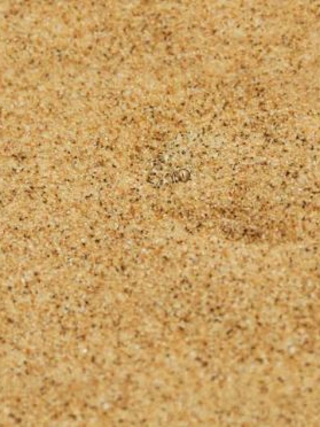 रेगिस्तान की रेत में छिपे सांप को खोज पाएंगे आप, 10 सेकंड का चैलेंज