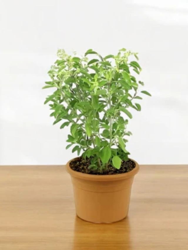 সপ্তাহের এই দিনে বাড়িতে লাগান তুলসী, ভাগ্যের খেলা ঘুরে যাবে