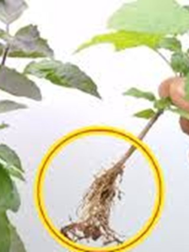 साल की सबसे बड़ी एकादशी पर चौखट से बांध दें तुलसी की जड़, दूर होगी गरीबी