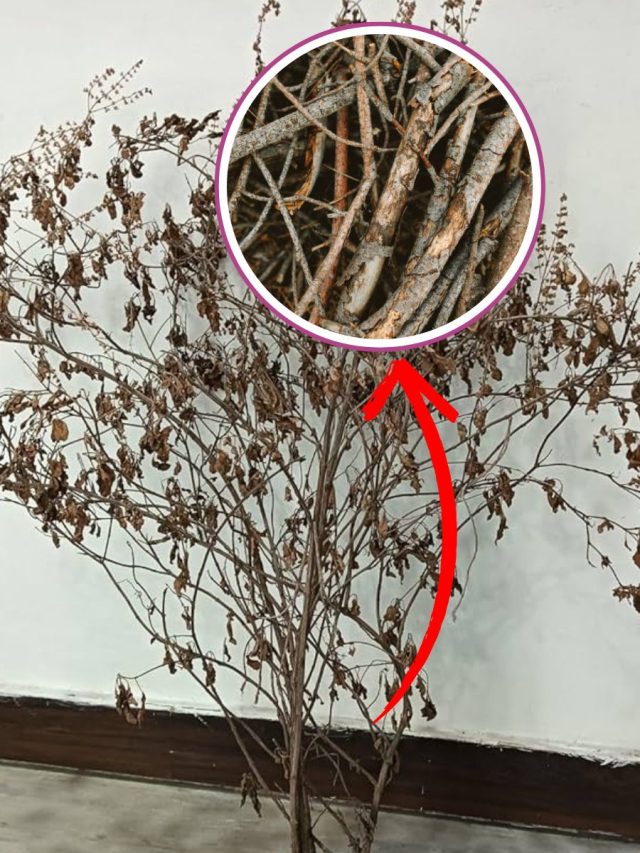 सूखी तुलसी की लकड़ी से कर लें ये एक काम, घर की गरीबी दूर कर देंगी मां लक्ष्मी
