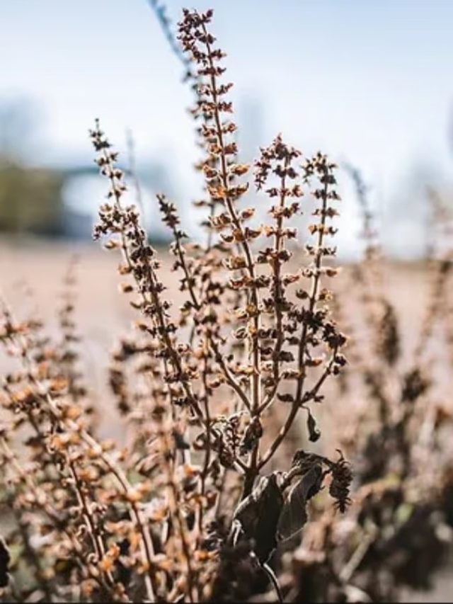 सूखी तुलसी बन सकती है धन की चाबी, बस करें ये उपाय