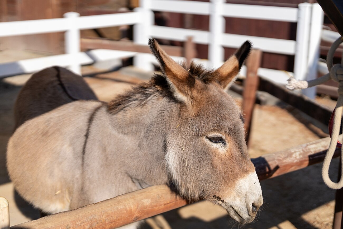 China's new obsession: Why Pakistan’s donkeys are vanishing by the thousands