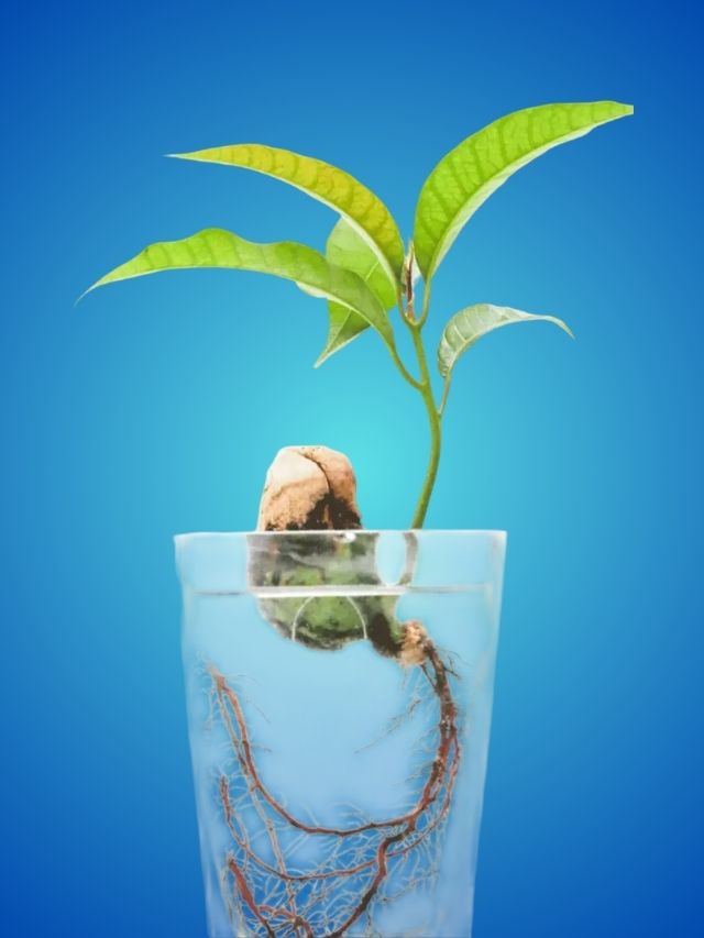 এইভাবে আঁটি পুঁতলে আমগাছ হবেই! ফলচাষীর টিপস