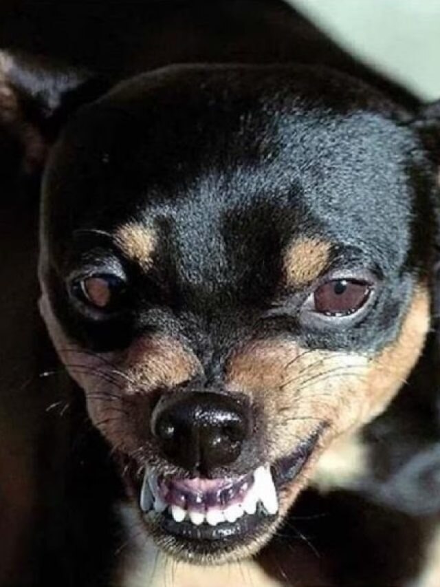 রাস্তার কুকুর কামড়ে দিতে পারে, এই লক্ষণ দেখেই বুঝুন