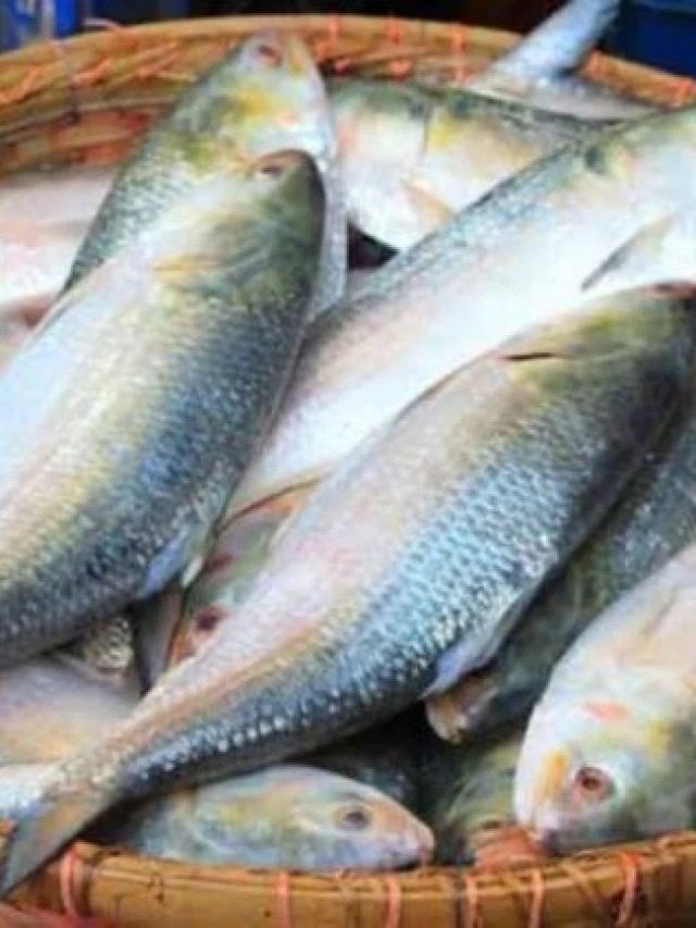 ইলিশ গঙ্গার না পদ্মার? এভাবে দেখেই বুঝুন