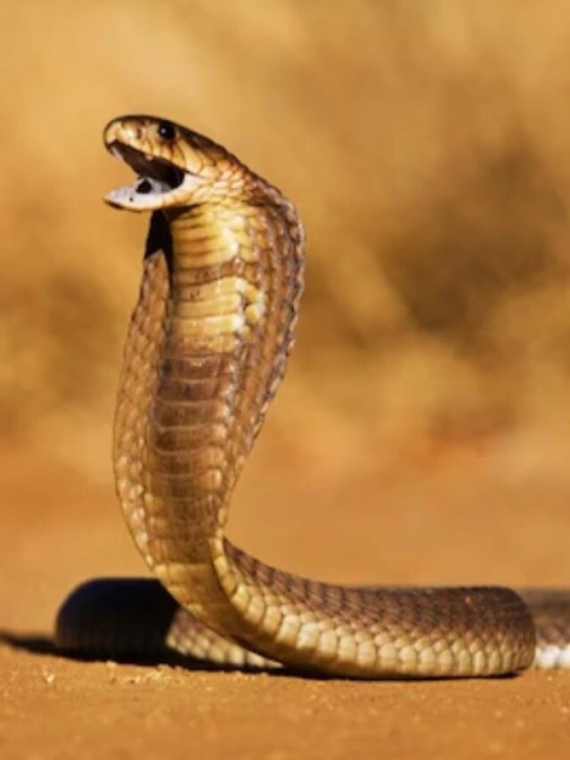 দূর থেকেই বুঝুন সাপ বিষধর কিনা, রইল টিপস