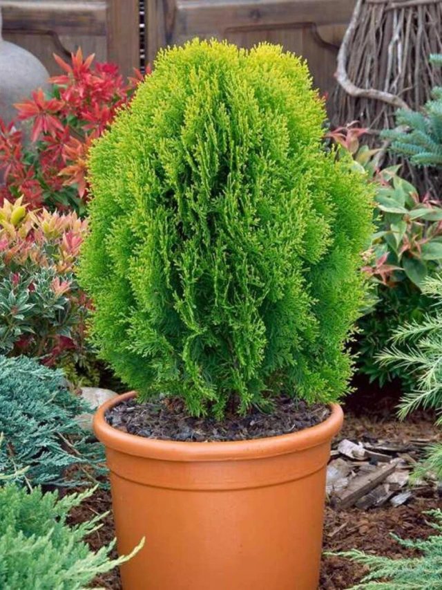 বাড়ির গেট সাজিয়েছেন এই গাছ দিয়ে,  শুভ না অশুভ জেনে লাগান