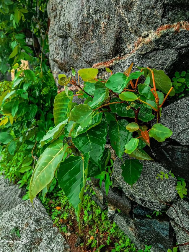 বাড়ির ছাদে বট গাছ গজিয়ে ওঠা অশুভ? জেনে রাখুন