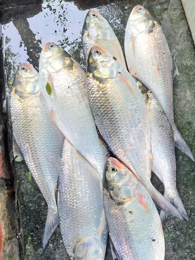 কত ওজনের ইলিশের স্বাদ সবচেয়ে ভাল? মাছওয়ালার টিপস