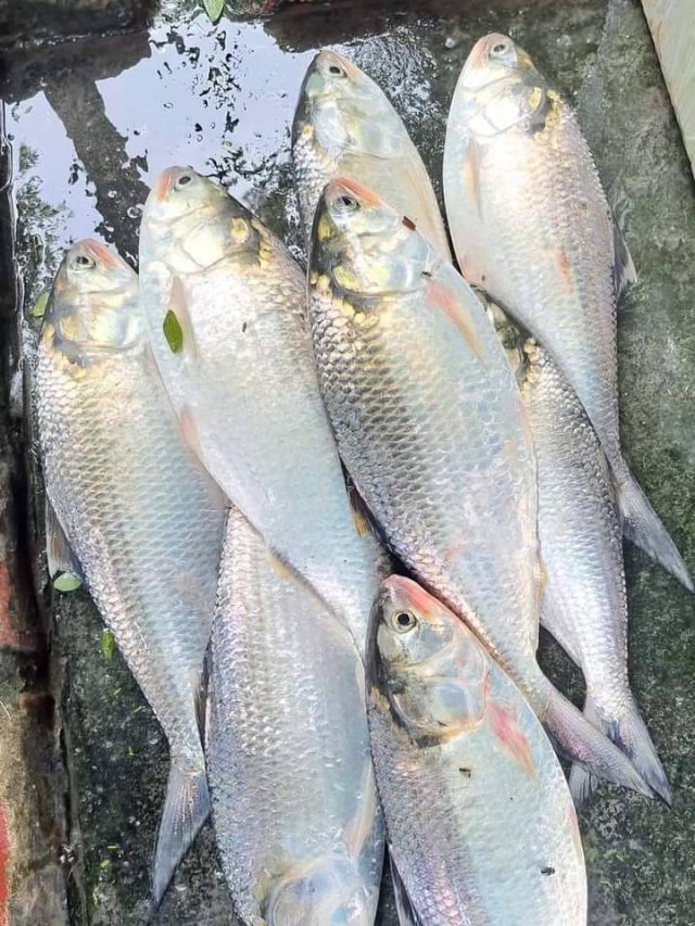 মাত্র ৫০০ টাকা কেজি ইলিশ, কলকাতার এই বাজারে বিক্রি হচ্ছে