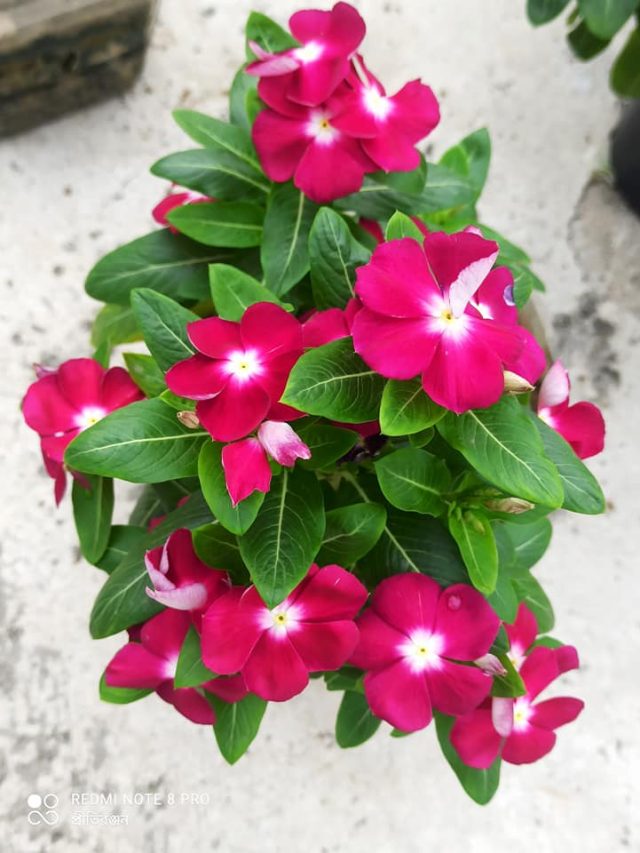 বাড়িতে নয়নতারা ফুলের গাছ রাখলে কী হয়? জেনে নিন