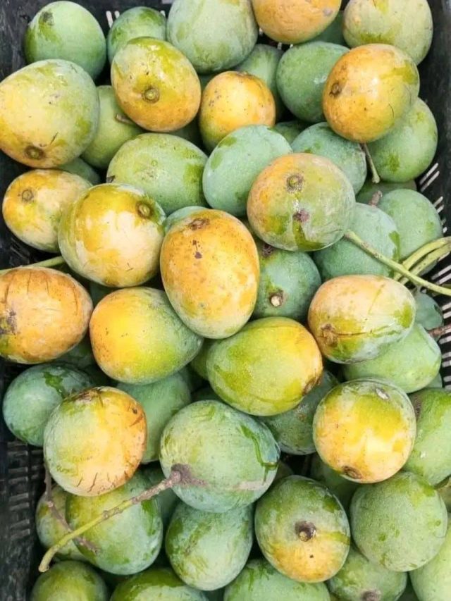 আম হিমসাগরই হবে, বাজারে গিয়ে আসল চেনার টেকনিকটা জেনে নিন