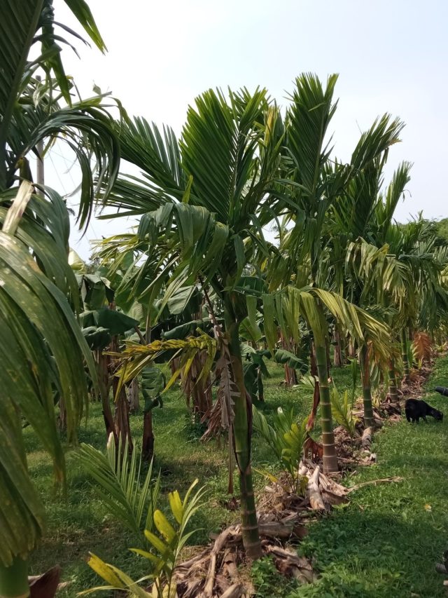 বাড়ির চারধারে সুপারি গাছ লাগানো ভাল নাকি খারাপ, কী প্রভাব পড়ে?