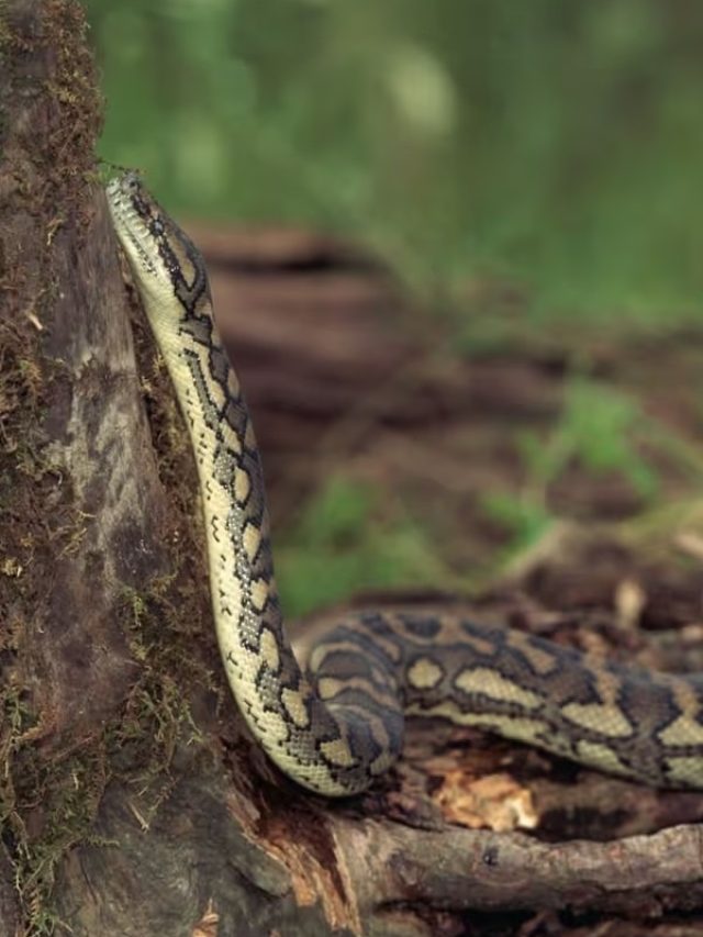এই গাছের গন্ধেই হুড়মুড়িয়ে পালাবে সাপ! বর্ষায় বাড়িতে লাগান