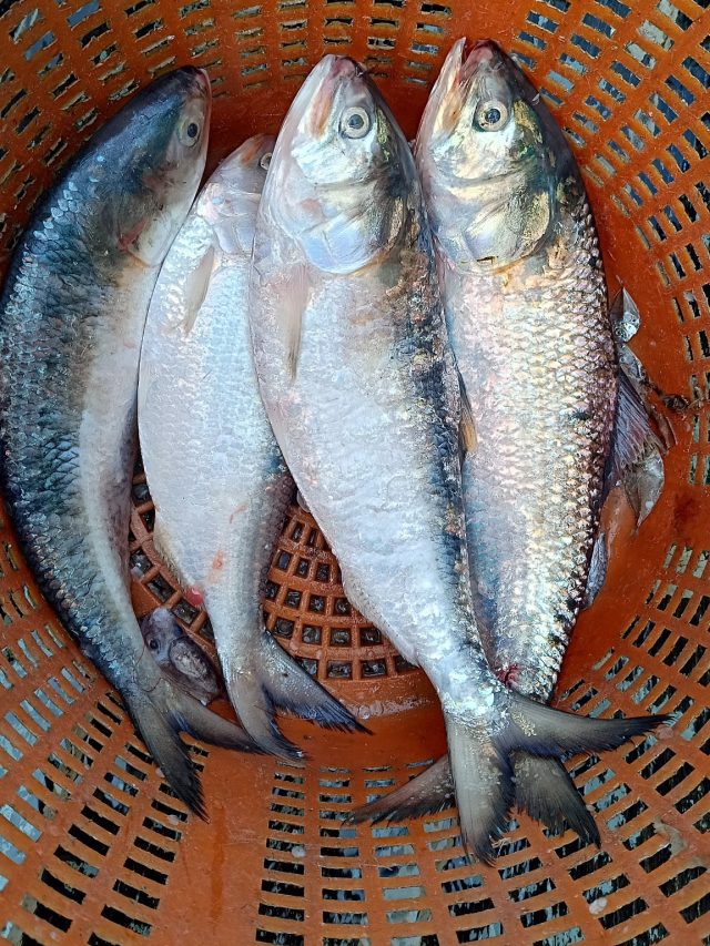 সব নদীর চেয়ে পদ্মার ইলিশের স্বাদ বেশি হয় কেন? জেনে নিন