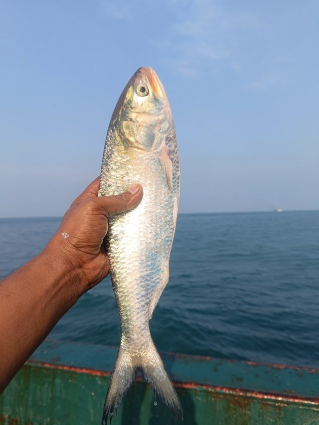 কাঁচা ইলিশ আর পাকা ইলিশের মধ্যে পার্থক্য কী? বেশিরভাগ লোকই জানে না