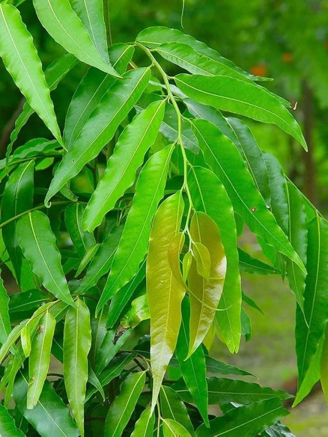 বাড়ির কাছে দেবদারু গাছ, সতর্ক হন এ বার