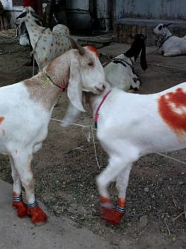 বকরি ইদে কোরবানির পশুর দাঁত গোনে মুসলিমরা, জানেন কেন?