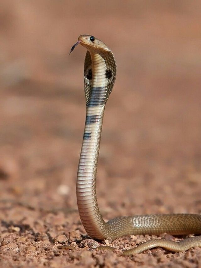 আপনার অজান্তে সাপ ঘরে ঢুকে বসে আছে? এসব লক্ষণ দেখলেই বুঝে যাবেন