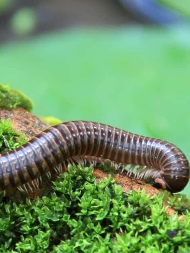 বর্ষায় কেন্নোর উৎপাতে নাজেহাল? এই টিপসেই মুক্তি