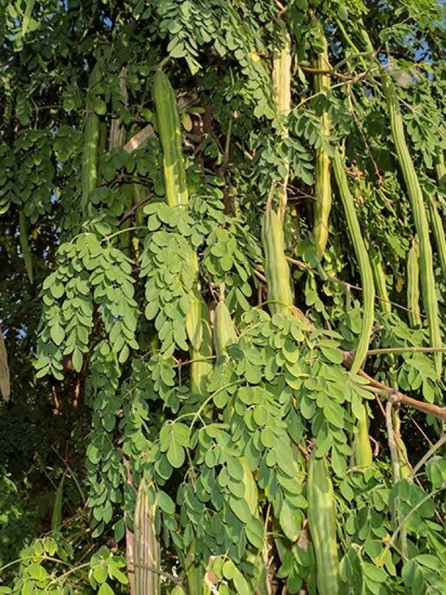 ঘরের চারপাশে সজনে গাছ থাকলে এসব ঘটবেই, জেনে রাখুন