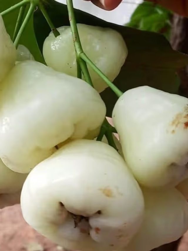 জামরুলের ইংরেজি কী? ৯৯% সঠিক উত্তর  জানেন না