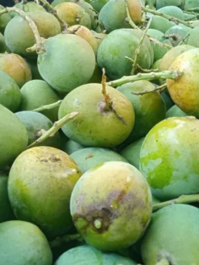 বাজারে গিয়ে আসল হিমসাগর আম চিনবেন কীভাবে? জানুন টেকনিক