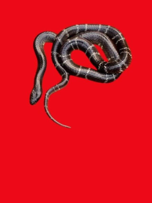 বিছানায় উঠে মশার মতো কামড়ায়, এই সাপ কোবরার চেয়েও বিষধর