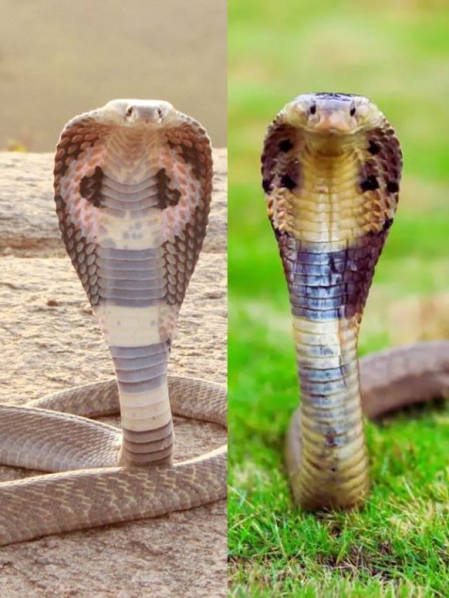 কোনটা কোবরা-কোনটা কিং কোবরা, বাড়িতে ঢুকলে কীভাবে চিনবেন?